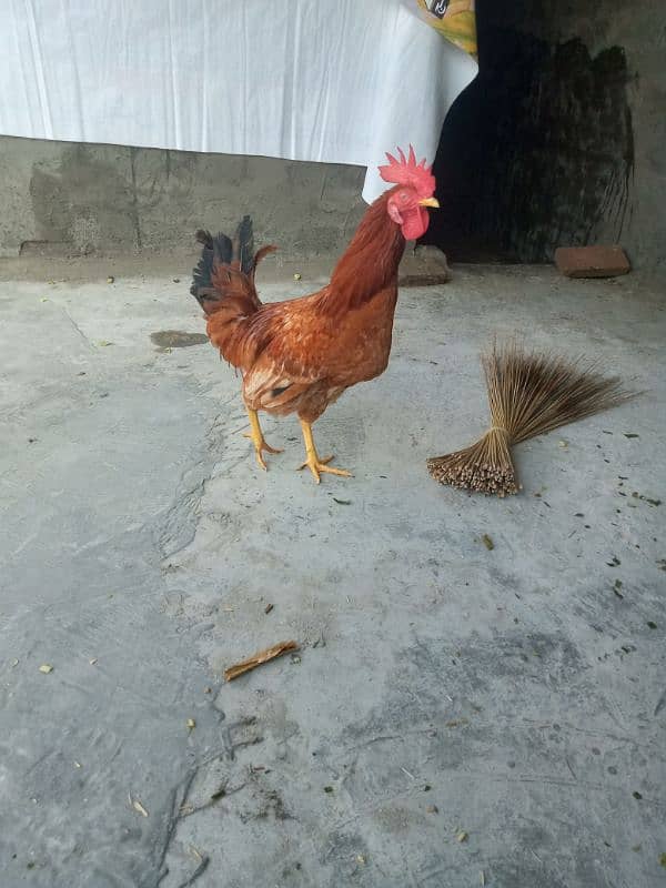 hen pair for sale 2