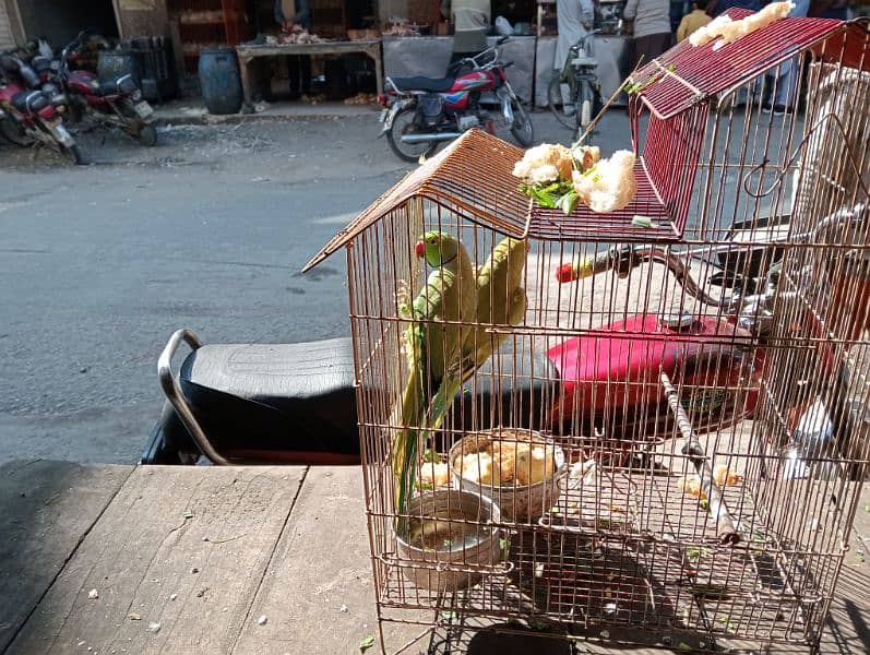 Sale Sale Sale Parrots 0