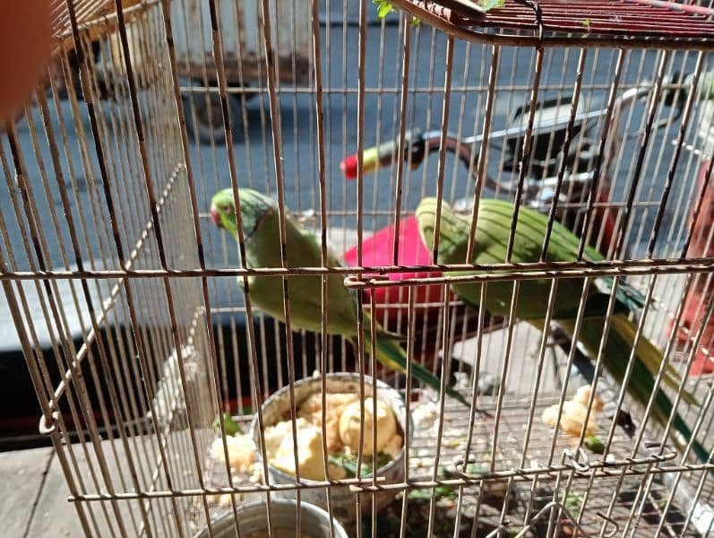 Sale Sale Sale Parrots 1