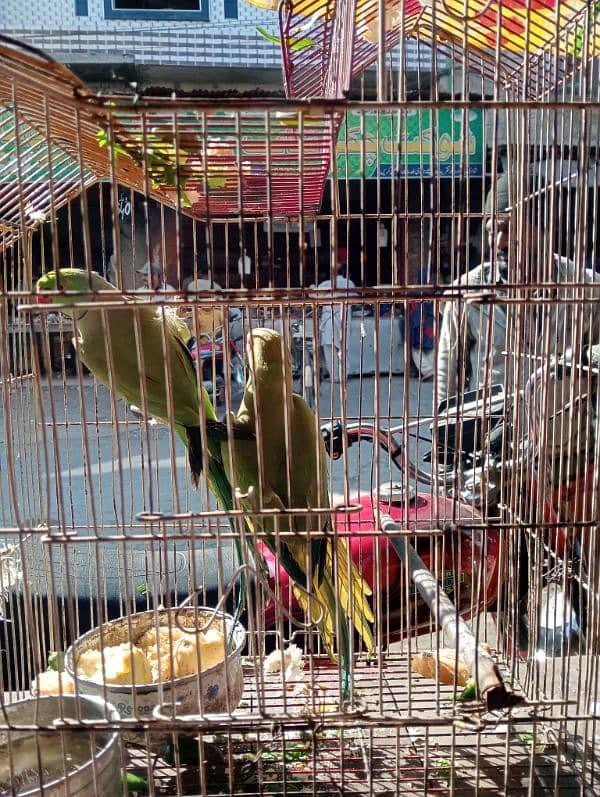 Sale Sale Sale Parrots 2