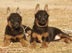 German Shepherd for sale all Pakistan cargo available