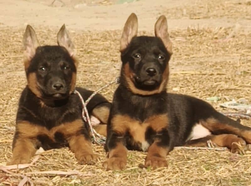 German Shepherd for sale all Pakistan cargo available 0