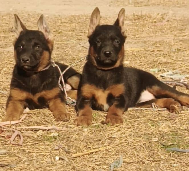 German Shepherd for sale all Pakistan cargo available 1