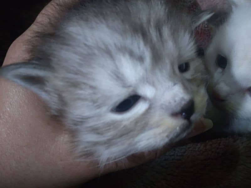 20 days Persian kittens 4