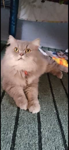 Persian Male Cat available for sale