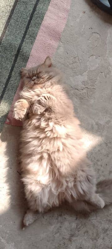 Persian Male Cat available for sale 1