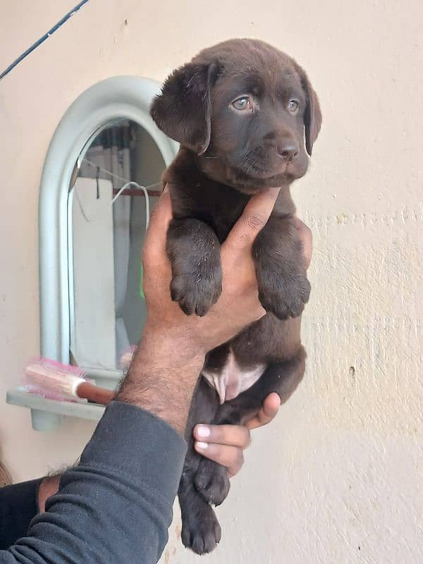 Labrador chocolate female puppy 0