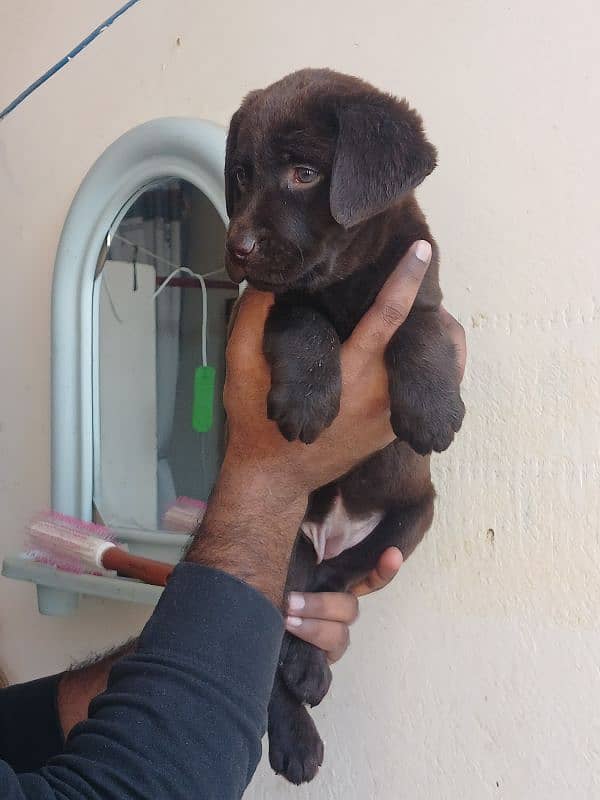 Labrador chocolate female puppy 1