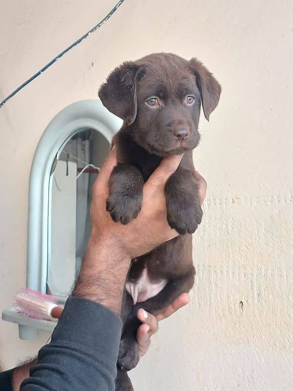 Labrador chocolate female puppy 2