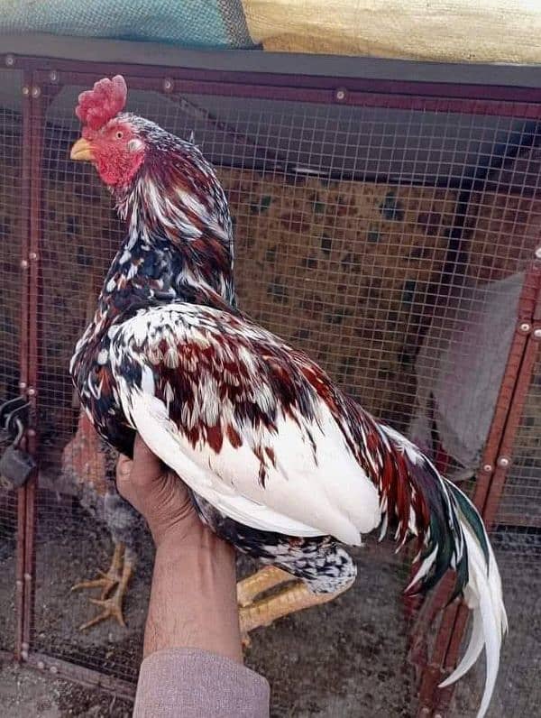 Heera chicks for sale 2