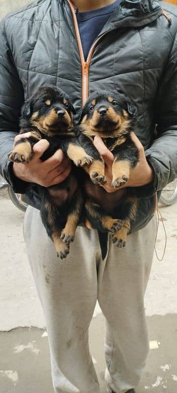 Rottweiler Puppies 0