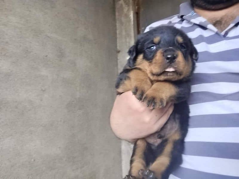 Rottweiler Puppies 4