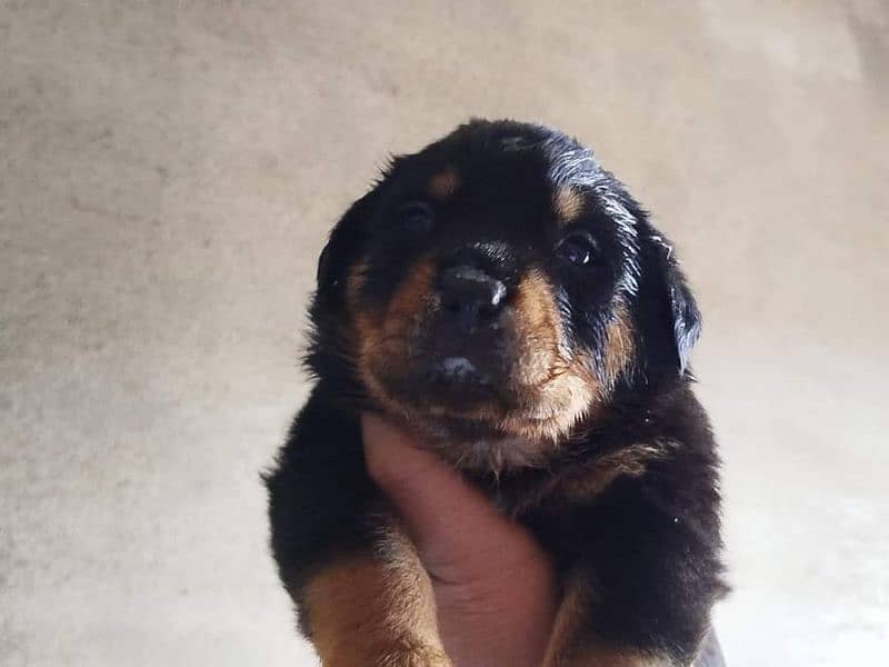 Rottweiler Puppies 5