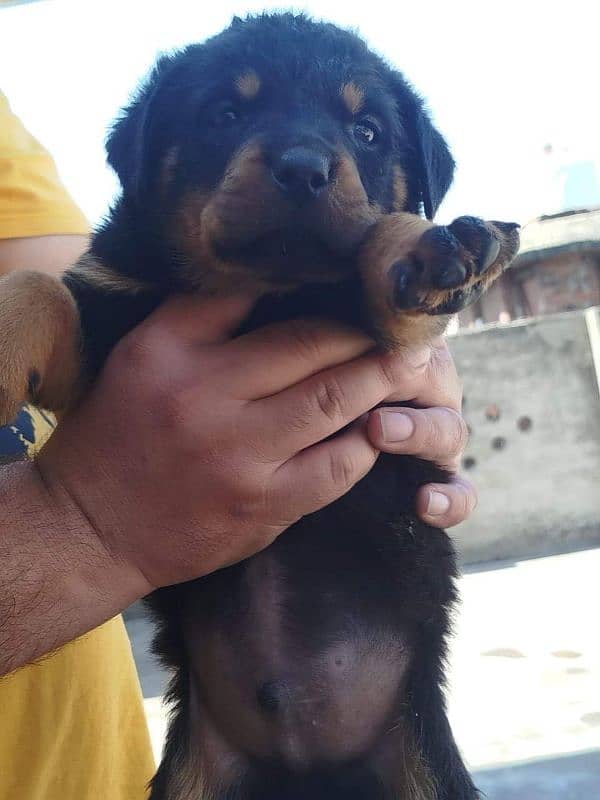 Rottweiler Puppies 6