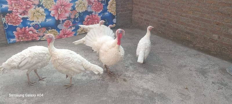 pure white turkey breeder pair 03232483424 0