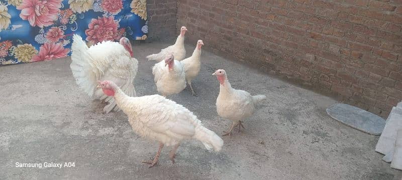 pure white turkey breeder pair 03232483424 1