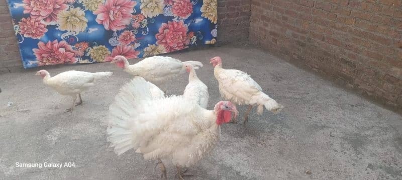 pure white turkey breeder pair 03232483424 2