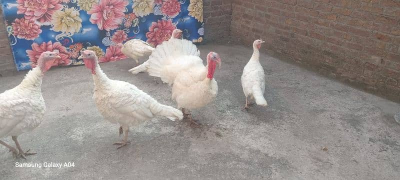 pure white turkey breeder pair 03232483424 3