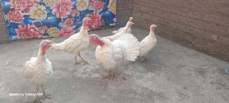 pure white turkey breeder pair 03232483424 4