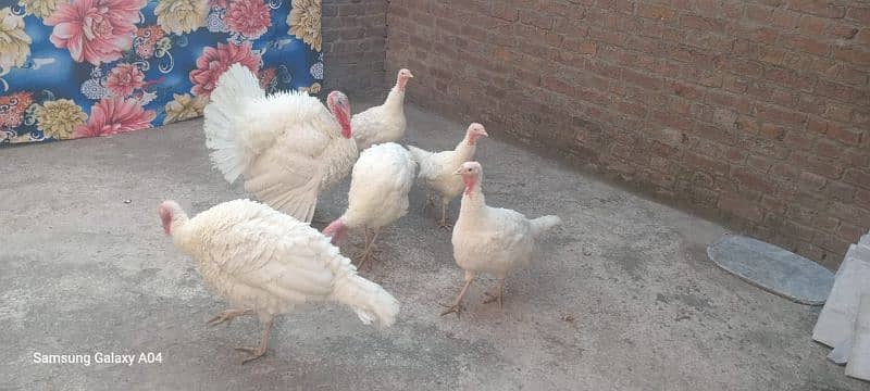 pure white turkey breeder pair 03232483424 5