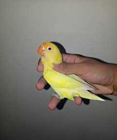 Decino into Parblue split ino breeder pair lovebirds love birds