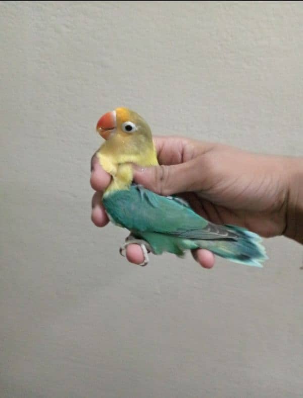 Decino into Parblue split ino breeder pair lovebirds love birds 1