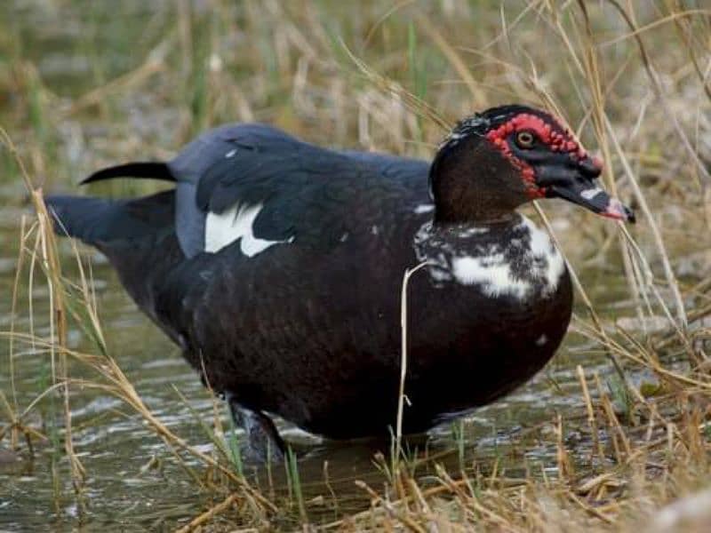 Muscovy 1