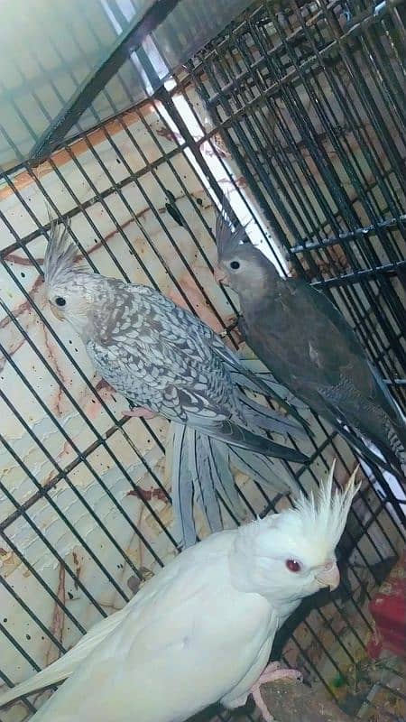 some birds for sale green fisher breeder pair,voilet breeder 0