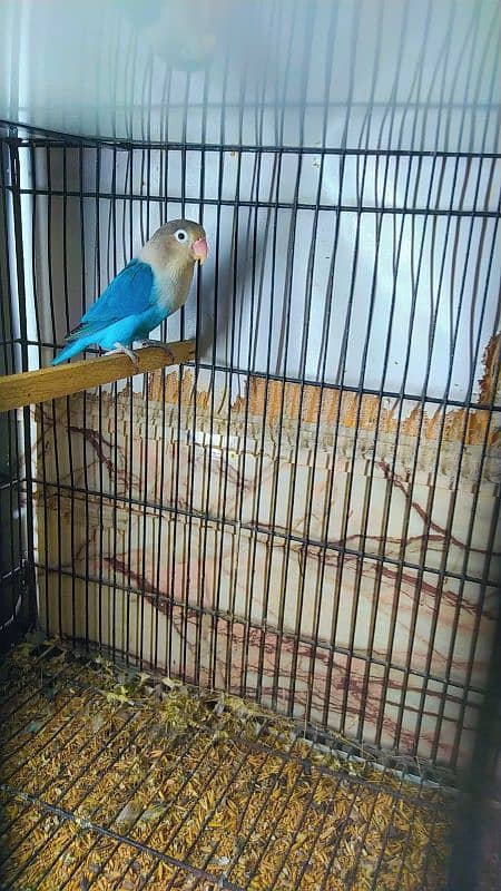 some birds for sale green fisher breeder pair,voilet breeder 1