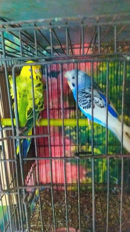 some birds for sale green fisher breeder pair,voilet breeder 3