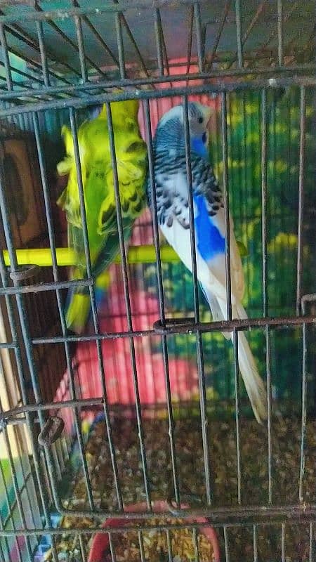 some birds for sale green fisher breeder pair,voilet breeder 4