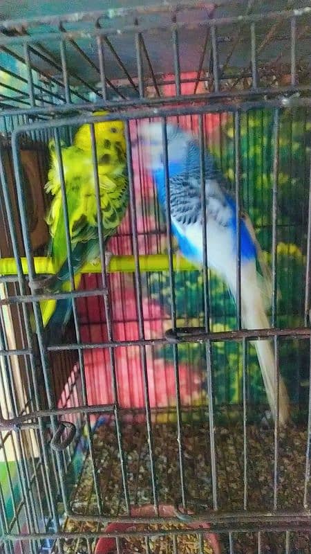 some birds for sale green fisher breeder pair,voilet breeder 5