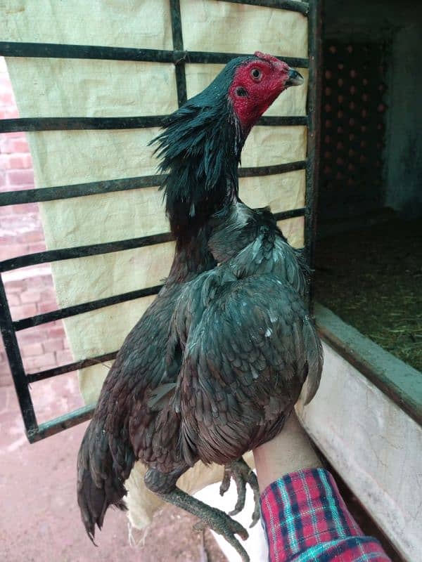 Thai burmi female for sale 2