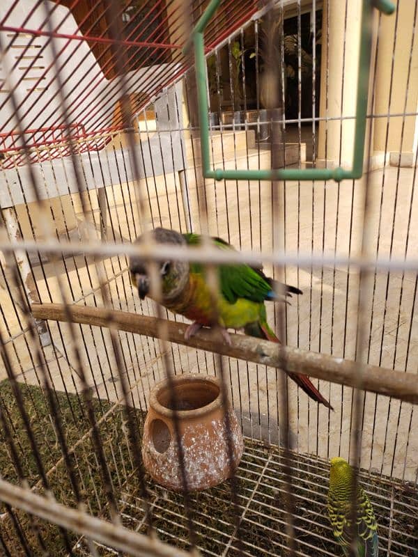 parrot sale 0