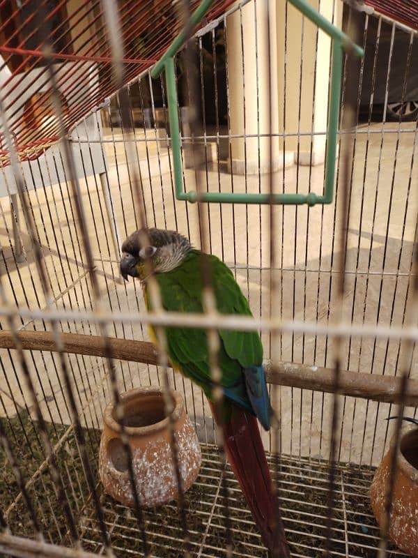 parrot sale 1