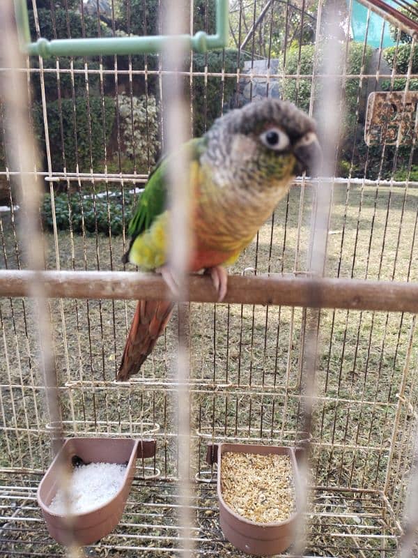 parrot sale 2