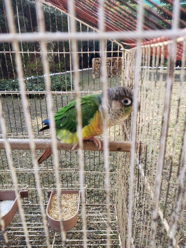 parrot sale 3