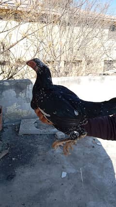 aseel hen for sale