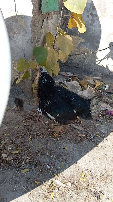 aseel hen for sale 7