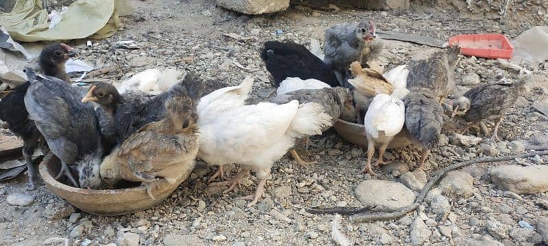 Blue Australorp, Plymouth, Splash Australorp, Lohman Brown Chicks 7