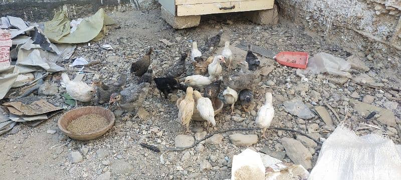 Blue Australorp, Plymouth, Splash Australorp, Lohman Brown Chicks 8