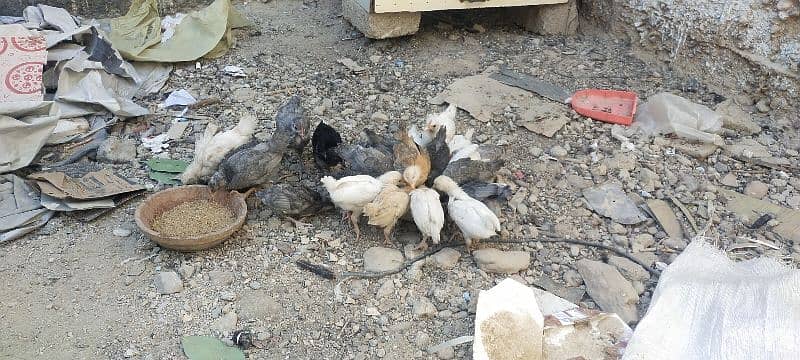 Blue Australorp, Plymouth, Splash Australorp, Lohman Brown Chicks 9