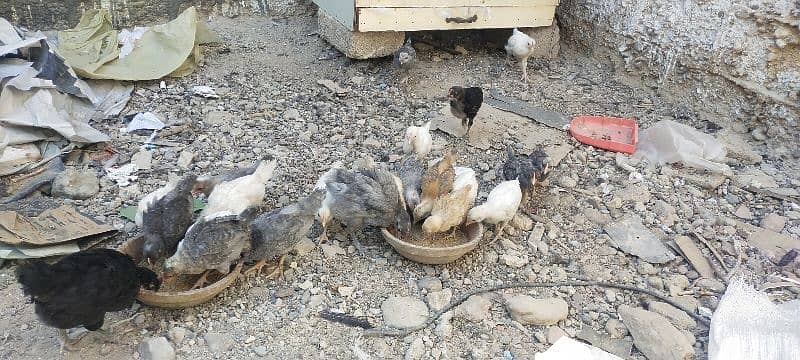 Blue Australorp, Plymouth, Splash Australorp, Lohman Brown Chicks 11