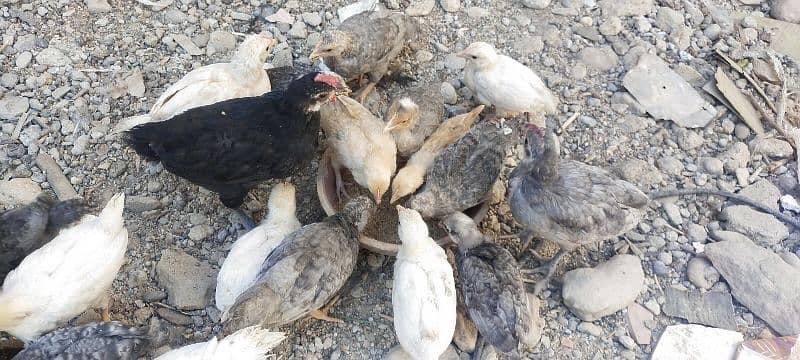 Blue Australorp, Plymouth, Splash Australorp, Lohman Brown Chicks 12