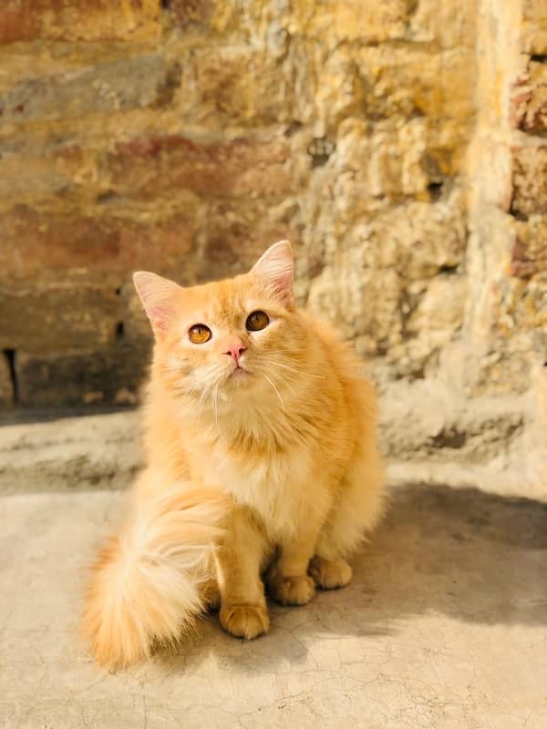 persian Cat 2