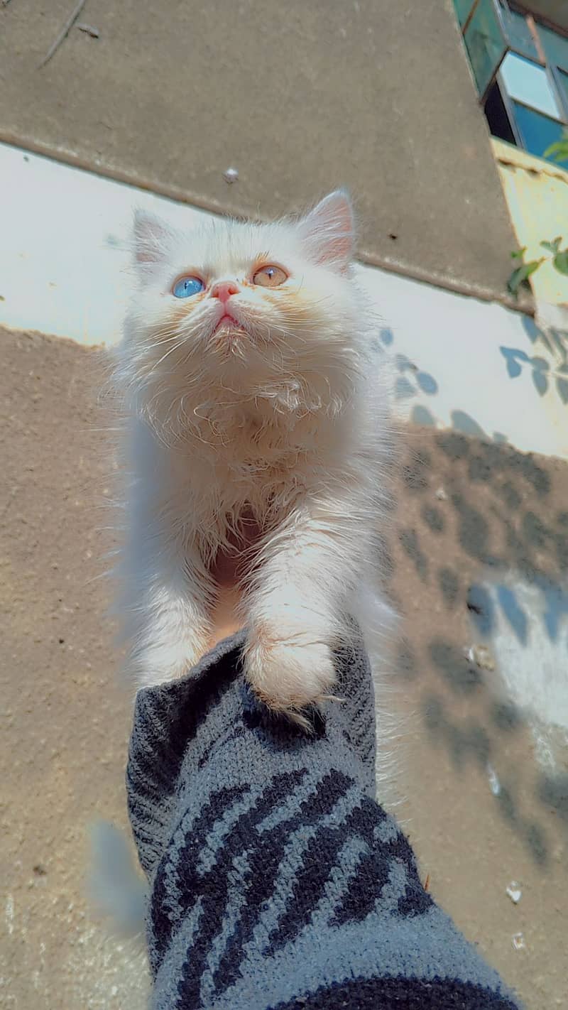 pure persion Punch Face Kitten Female 2 month old Long hair triple coa 2