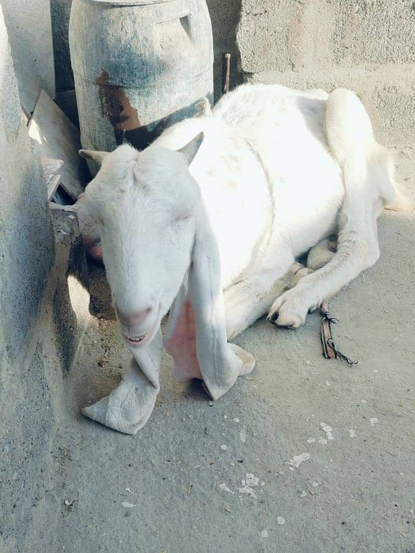 Female goat 1