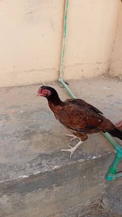 aseel hen for sale