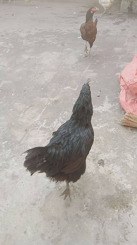 Ayam cemani femail Egg Lyng03014011627 1