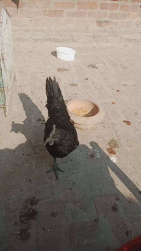 Ayam cemani femail Egg Lyng03014011627 2